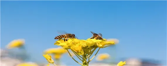 南方养蜜蜂用哪种蜂王好