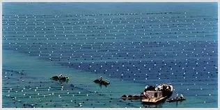 海洋贝类养殖的概况及发展问题 | 养殖项目前景