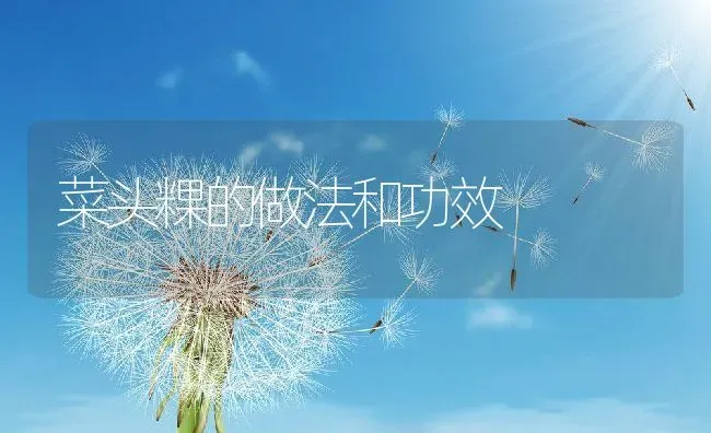 菜头粿的做法和功效 | 养殖资料投稿