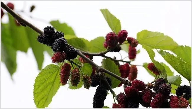 桑葚的种植前景与市场行情 | 养殖什么赚钱