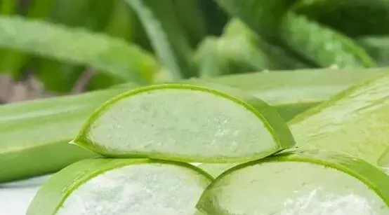 芦荟胶祛痘的正确用法