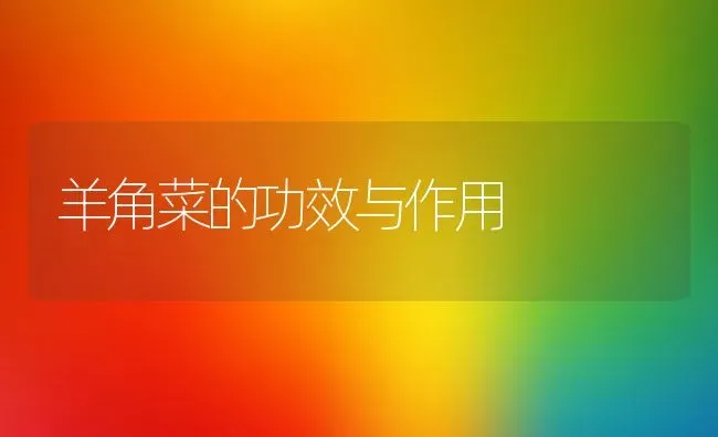羊角菜的功效与作用 | 养殖资料投稿