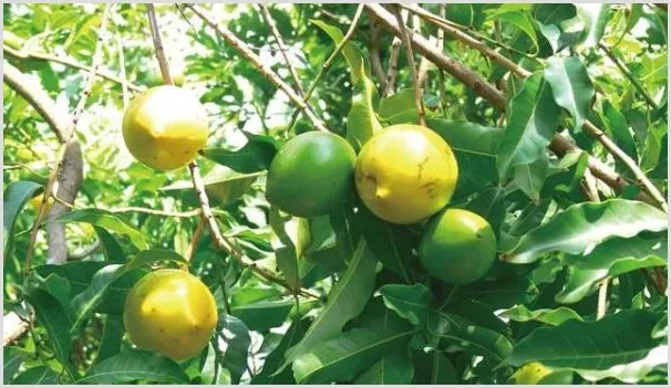 蛋黄果价格多少钱一斤？蛋黄果种植前景好不好？ | 养殖什么赚钱