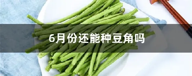 6月份还能种豆角吗