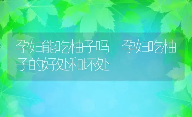 孕妇能吃柚子吗 孕妇吃柚子的好处和坏处 | 养殖资料投稿