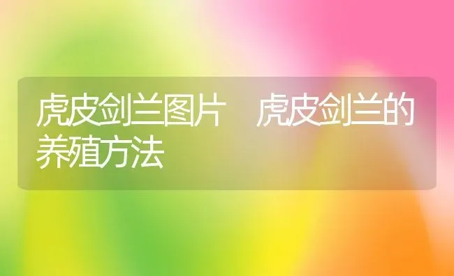 虎皮剑兰图片 虎皮剑兰的养殖方法 | 养殖资料投稿