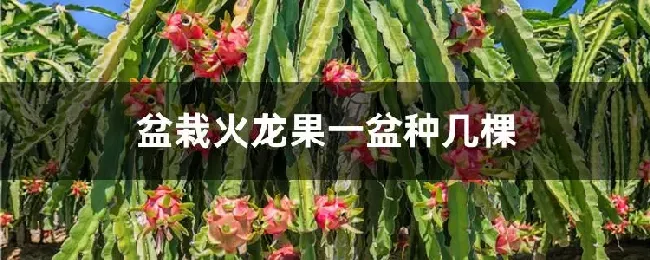 盆栽火龙果一盆种几棵
