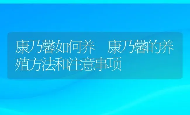 康乃馨如何养 康乃馨的养殖方法和注意事项 | 养殖资料投稿