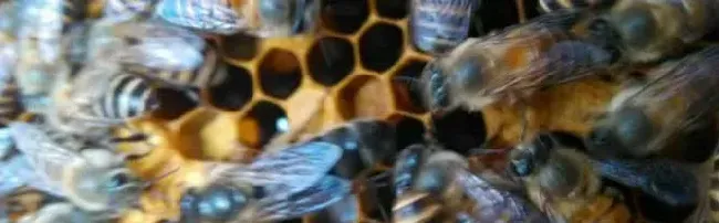 中蜂和意蜂怎么分辨？