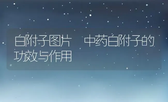 白附子图片 中药白附子的功效与作用 | 养殖资料投稿