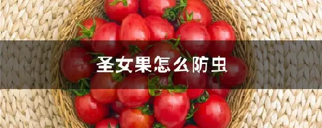 圣女果怎么防虫