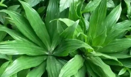 朱蕉的养殖方法和注意事项