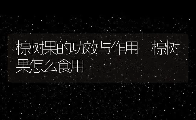棕树果的功效与作用 棕树果怎么食用 | 养殖资料投稿