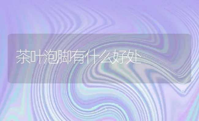 茶叶泡脚有什么好处 | 养殖资料投稿