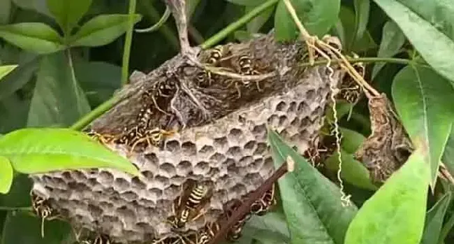 狗屎蜂有什么作用