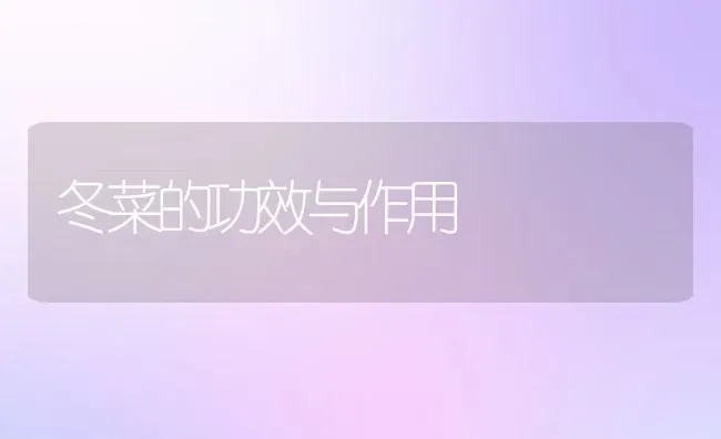 冬菜的功效与作用 | 养殖资料投稿