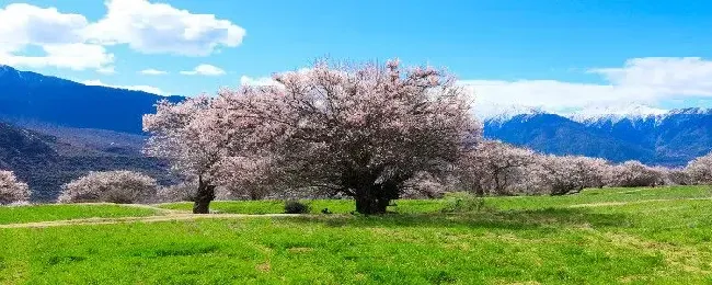 适合种在庭院的花树