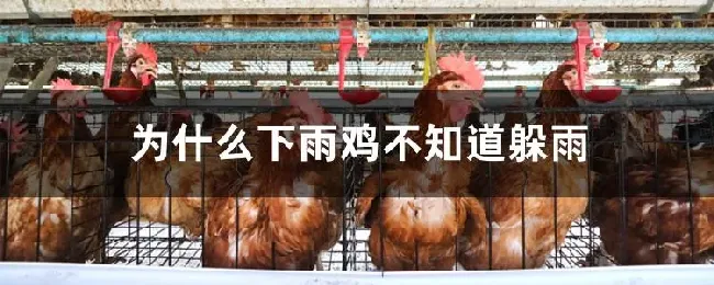 为什么下雨鸡不知道躲雨