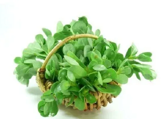 蔬菜|长寿菜是什么菜