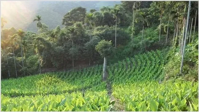 姜黄的种植前景如何 | 热门养殖项目