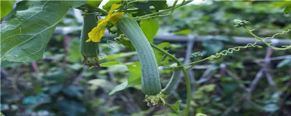 棱角丝瓜种植间距