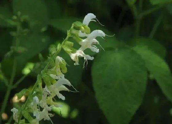 种植前景|丹参种植条件 生长环境要求