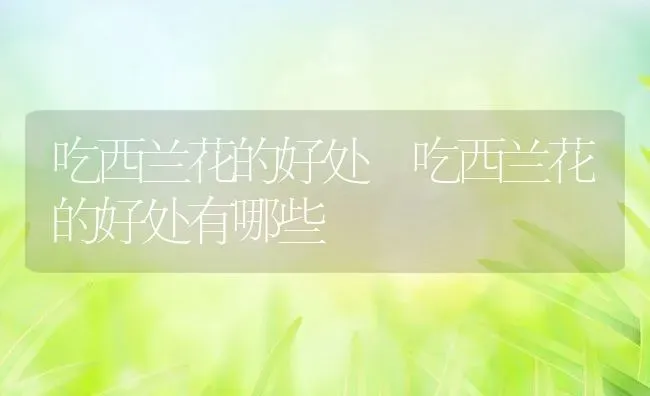 吃西兰花的好处 吃西兰花的好处有哪些 | 养殖资料投稿