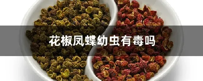 花椒凤蝶幼虫有毒吗