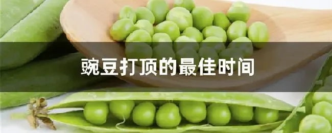 豌豆打顶的最佳时间