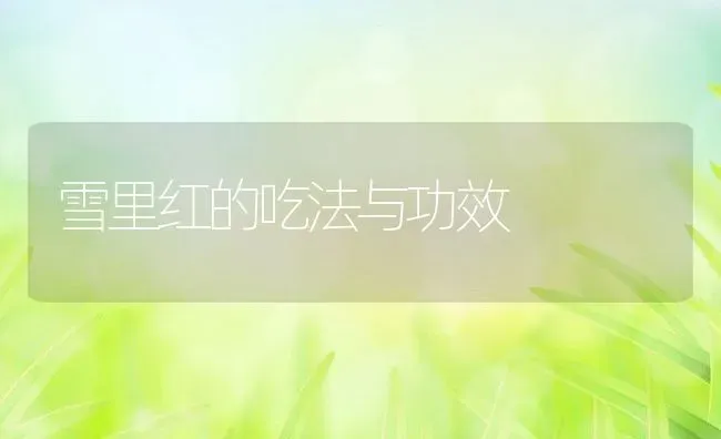 雪里红的吃法与功效 | 养殖资料投稿