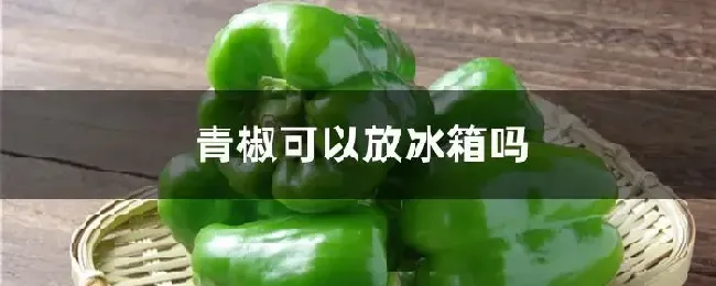 青椒可以放冰箱吗