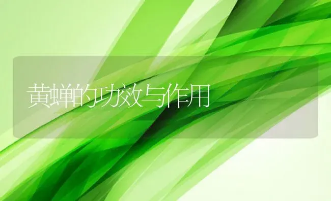 黄蝉的功效与作用 | 养殖资料投稿