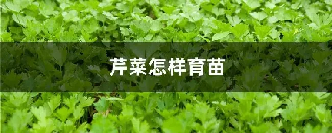 芹菜怎样育苗