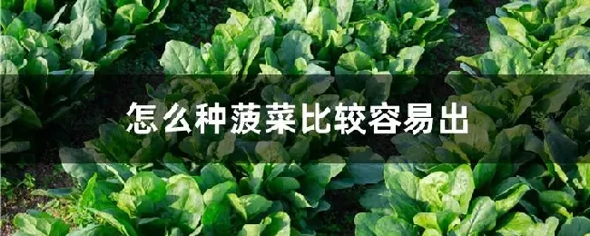 怎么种菠菜比较容易出
