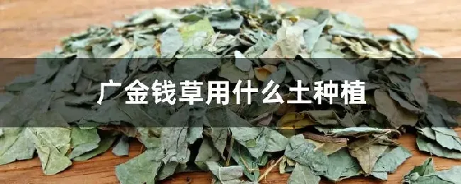 广金钱草用什么土种植