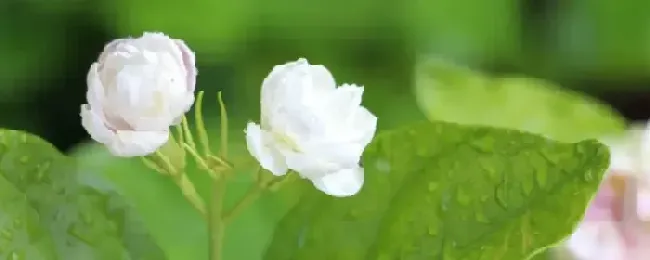 茉莉怎么过冬