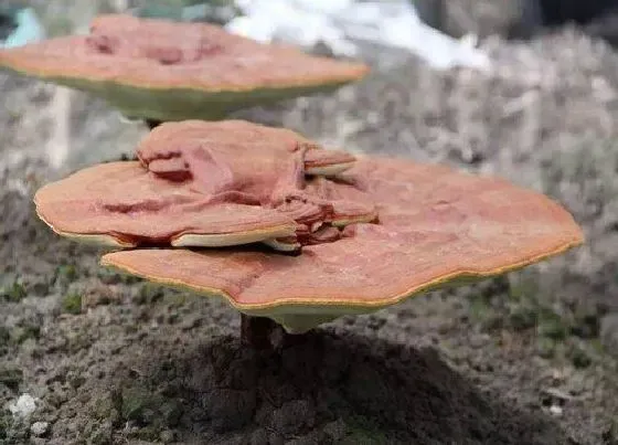 种植前景|灵芝种植条件 养殖环境和条件