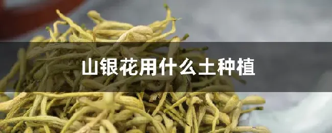 山银花用什么土种植