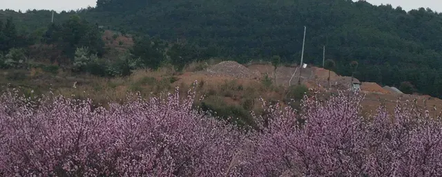 画眉鸟吃什么叫得厉害