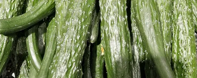 大棚越冬黄瓜栽培方法