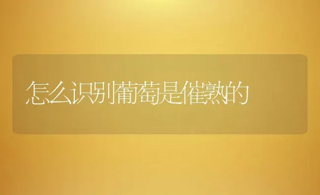 怎么识别葡萄是催熟的 | 养殖资料投稿