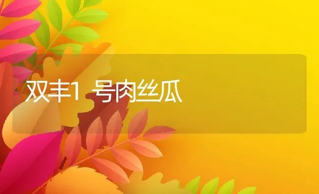 双丰1号肉丝瓜 | 养殖资料投稿