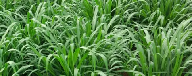 甜象草与象草有什么不同？
