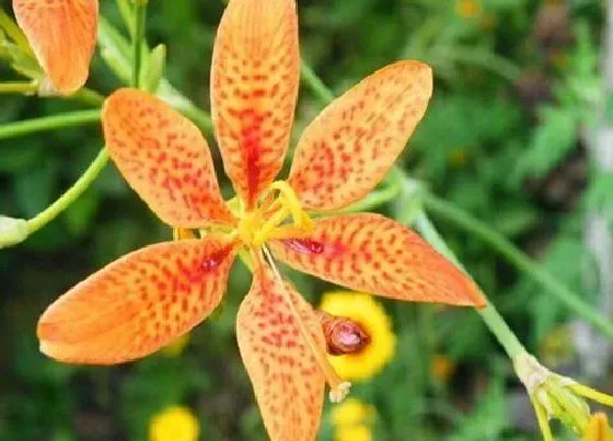 中药材|沙质土壤适合种植什么药材 适合沙土地种植的药材