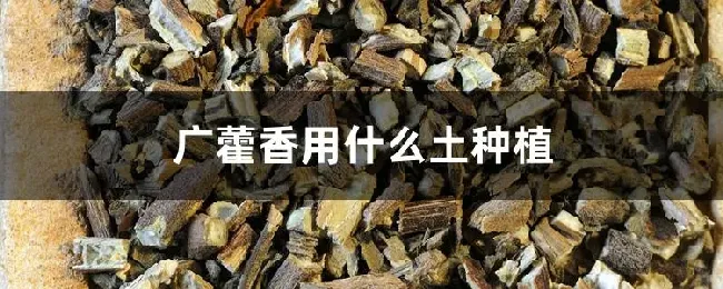 广藿香用什么土种植