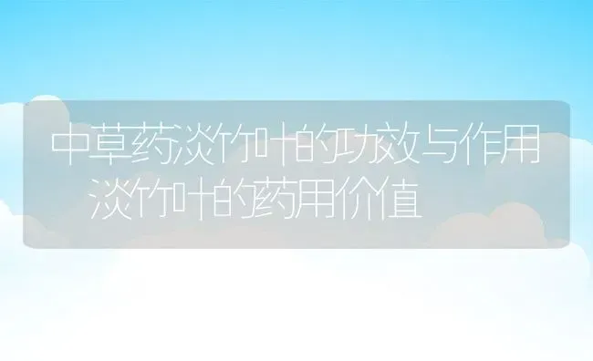 中草药淡竹叶的功效与作用 淡竹叶的药用价值 | 养殖资料投稿