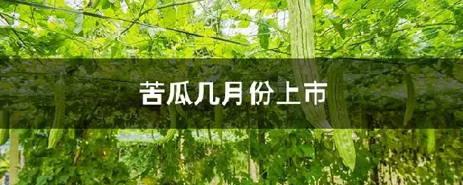 苦瓜几月份上市