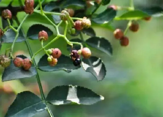 种植前景|花椒种植条件 生长条件和环境