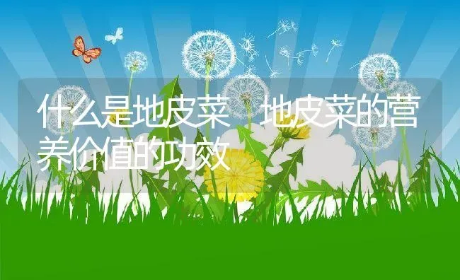 什么是地皮菜 地皮菜的营养价值的功效 | 养殖资料投稿