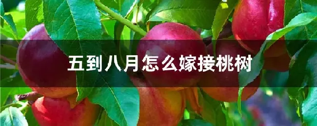 五到八月怎么嫁接桃树